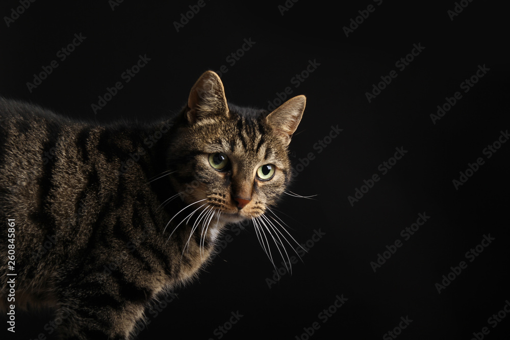 Naklejka premium Beautiful cat