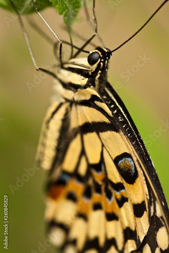 Limetten-Schwalbenschwanz (Papilio demoleus) © Jearu