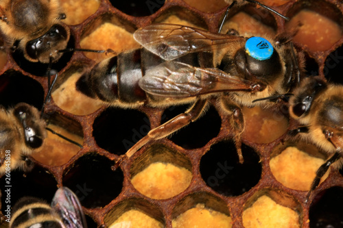 Bienenkönigin bei der Eiablage photo