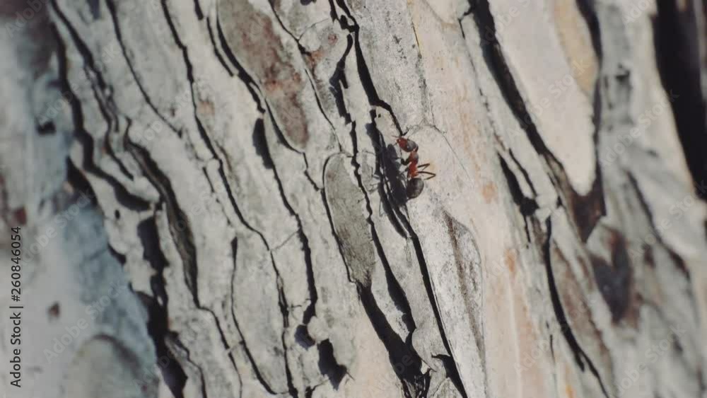 4k Macro view of Ants in forest as they forage working together. Sunset close-up shot 4k Macro view of Ants in forest as they forage working together. Sunset close-up shot