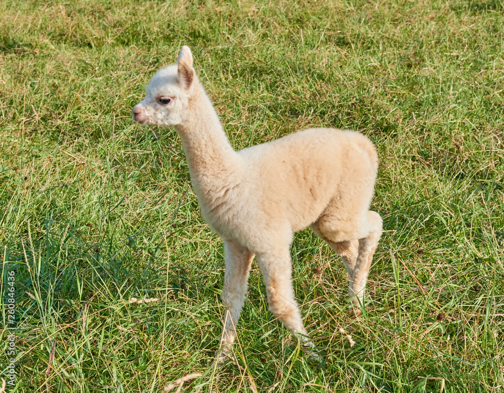 alpaca baby in der natur