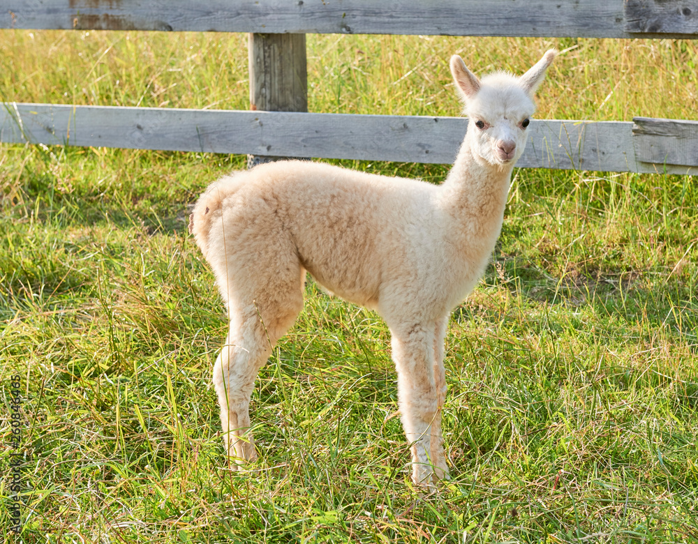 Obraz premium alpaca baby in der natur