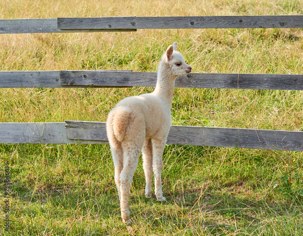 Obraz premium alpaca baby in der natur