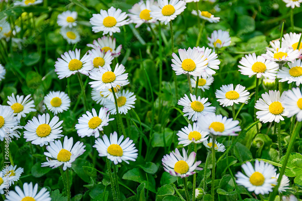 Beautiful Field with Flowers 