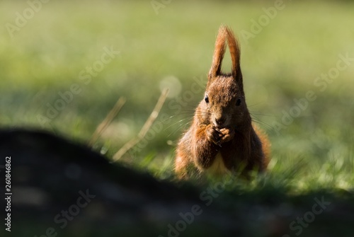 Eichhörnchen im Schlosspark Charlottenburg in Berlin 