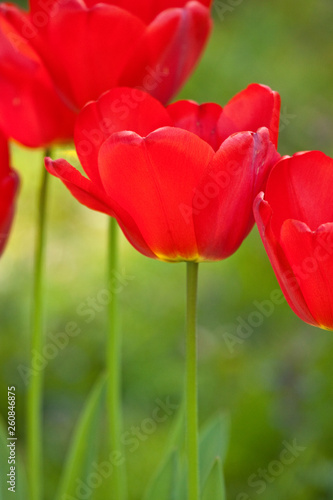 Tulpen  Tulipa 