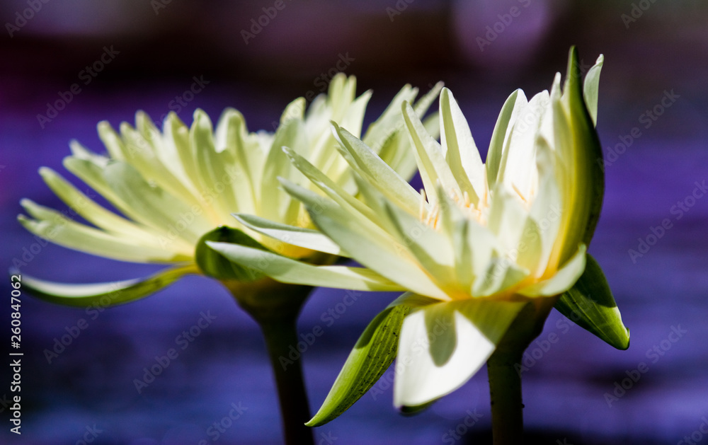 Fototapeta premium Seerosen (Nymphaea)