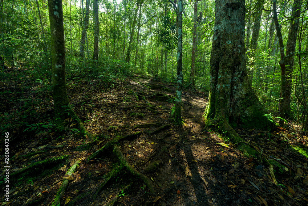 Walkway in forest