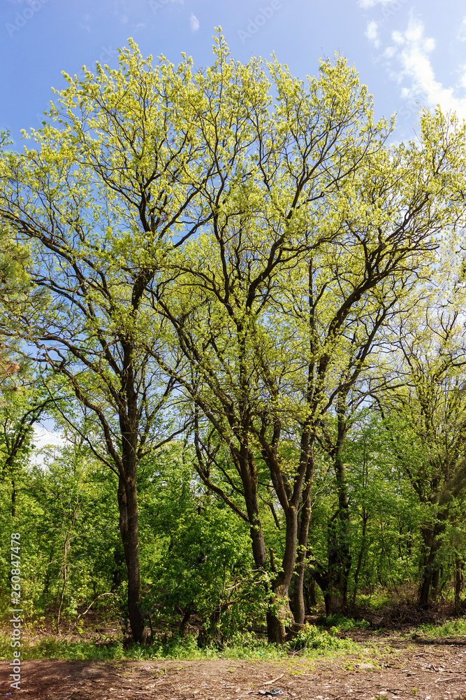 The awakening of nature in spring, the parks,the woods ,the young foliage. The awakening of nature in spring, the parks,the woods ,the young foliage.