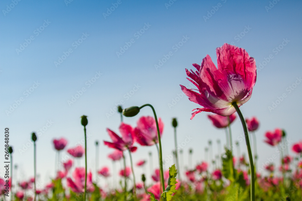 Schlafmohn (Papaver somniferum)