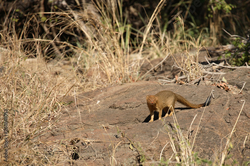 Schlankmanguste   Slender mongoose   Galerella sanguinea