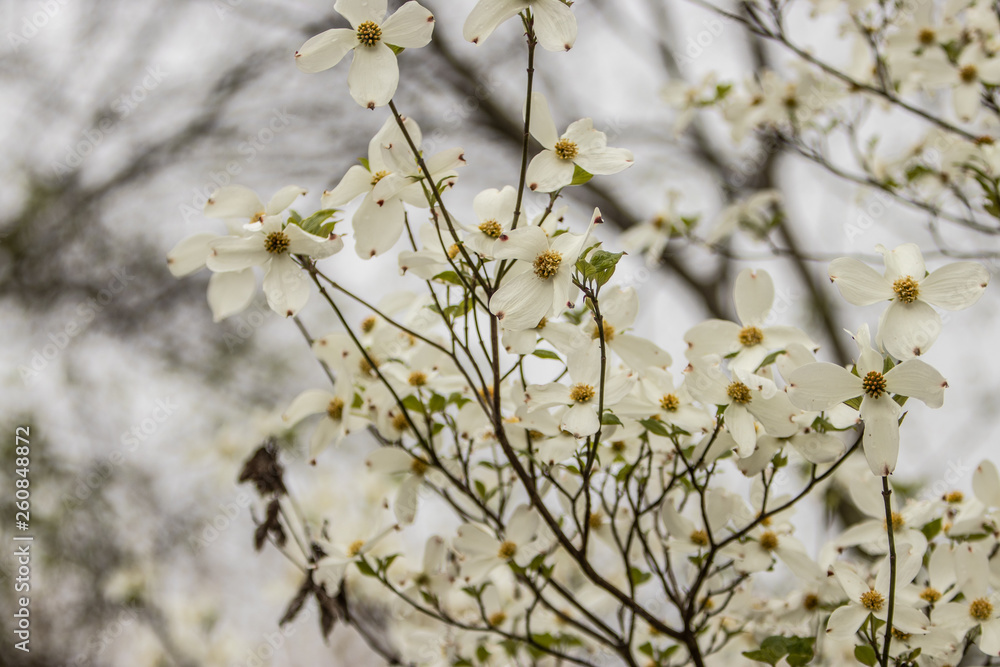 Blooming tree in spring Blooming tree in spring