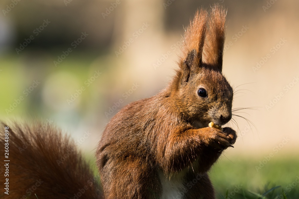 Fototapeta premium Eichhörnchen frisst 