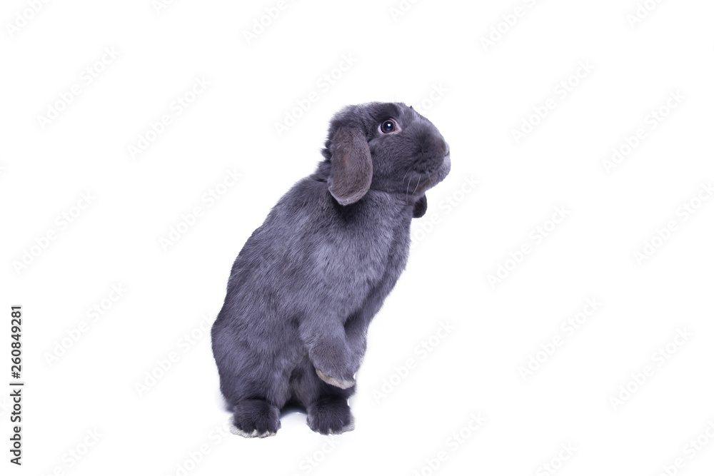 Beautiful grey rabbit in front of a white background