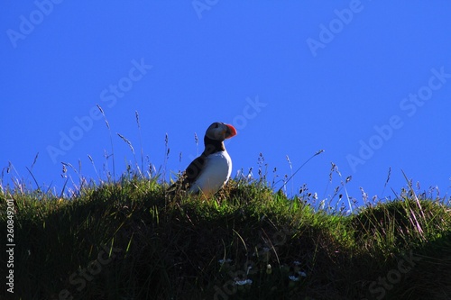 puffin, Iceland photo