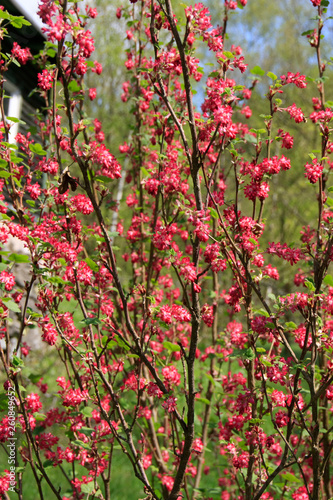 Bush, blood currant, Ribes sanguineum, Germany photo