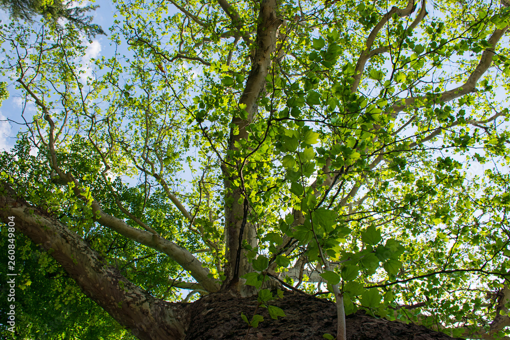 Obraz premium Beautiful green tree, seen from below looking up 