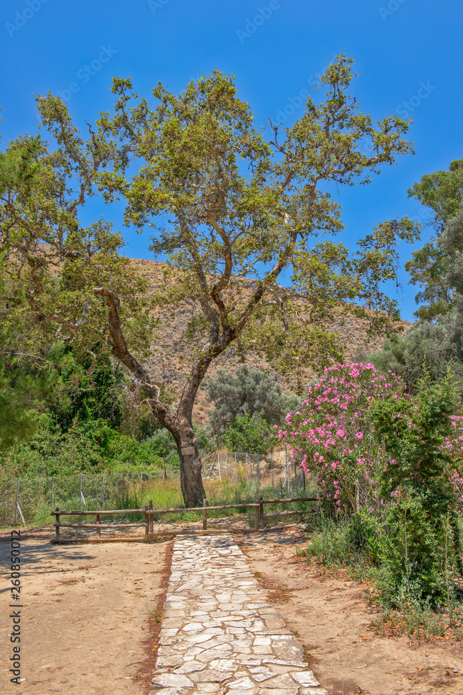 The plane tree of Gortys on Crete The plane tree of Gortys on Crete