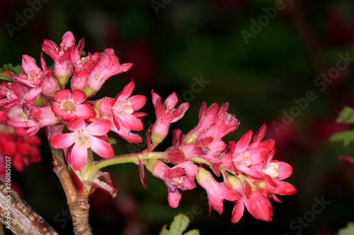 Bush, blood currant, Ribes sanguineum, Germany photo