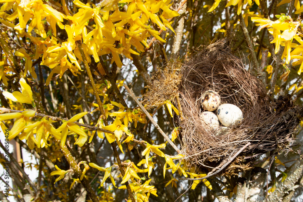 Bird nest with three eggs in yellow tree leaves Bird nest with three eggs in yellow tree leaves