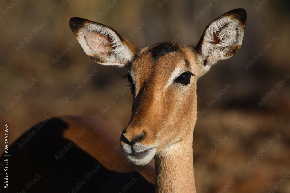 Fototapeta premium Schwarzfersenantilope / Impala / Aepyceros melampus