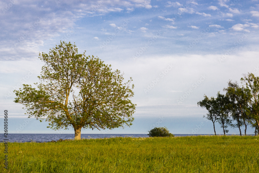 A lonely tree on a baltic sea coast, Scania county, Sweden. Springtime A lonely tree on a baltic sea coast, Scania county, Sweden. Springtime