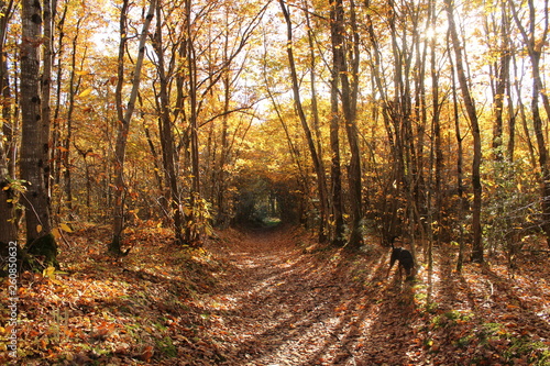 Forêt Automne