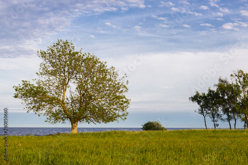 A lonely tree on a baltic sea coast  Scania county  Sweden. Springtime
