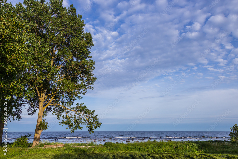 A lonely tree on a baltic sea coast, Scania county, Sweden. Springtime