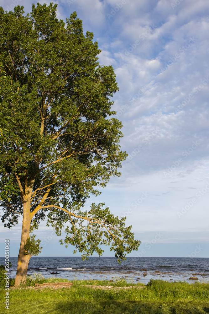 A lonely tree on a baltic sea coast, Scania county, Sweden. Springtime A lonely tree on a baltic sea coast, Scania county, Sweden. Springtime