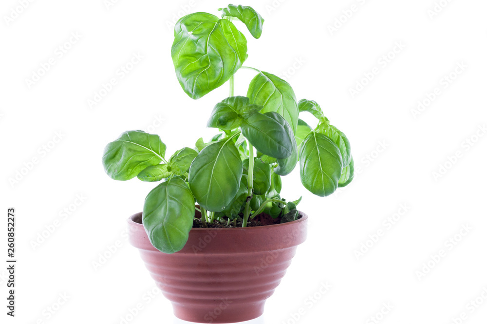 Growing spices in a flowerpot. Spices at home. Growing spices in a flowerpot. Spices at home.