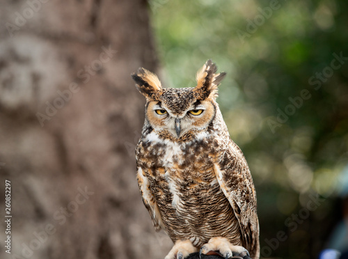Great Horned Owl 01