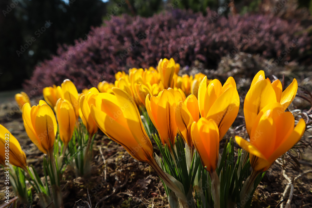 Spring in my garden. Blooming yellow crocus flowers on sunny day