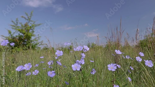 Wild flowers in the wind Asian Flax (Linum austriacum) photo