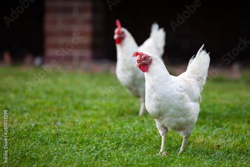 Two white chickens roaming a green grass field