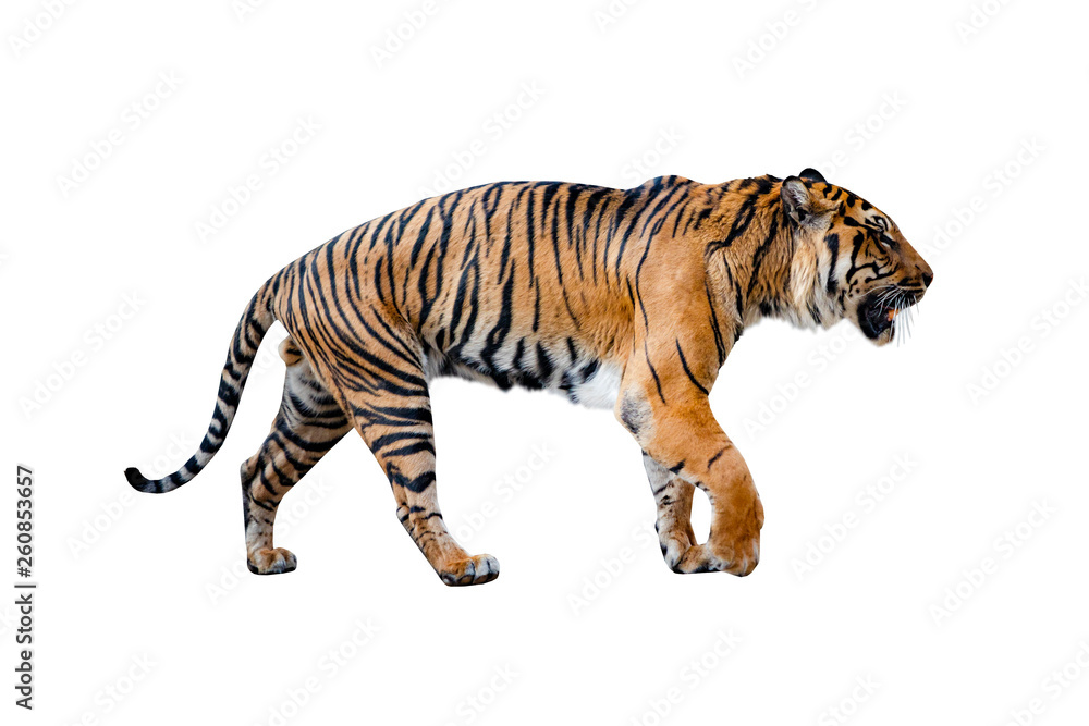Close uo of tiger isolated on the White background.