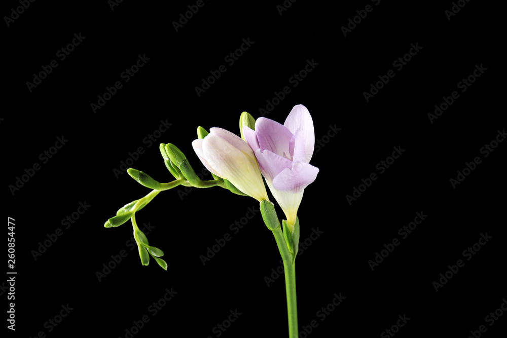 Beautiful freesia with fragrant flowers on black background