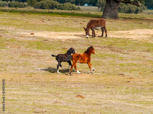 One donkey and a brown horse and a black colt galloping in the dehesa in Salamanca (Spain), Ecological extensive livestock concept. © anuskiserrano