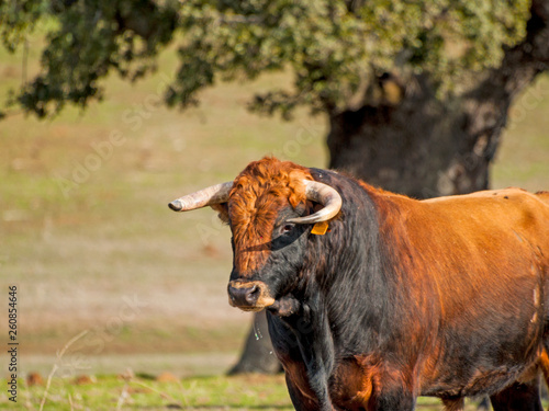 Fighting bulls in the dehesa in Salamanca (Spain). Ecological extensive livestock concept