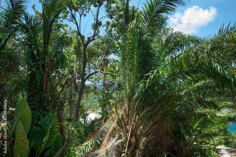 Tropical forest. Rainforest. You can see the blue sky through the coconut palms and other plants. Tropical forest. Rainforest. You can see the blue sky through the coconut palms and other plants.