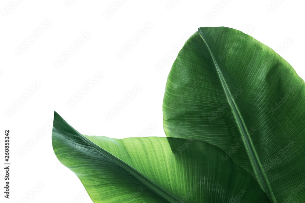 Fresh green banana leaves on white background, top view. Tropical foliage - obrazy, fototapety, plakaty 