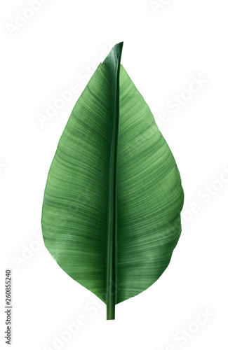 Fresh green banana leaf on white background. Tropical foliage