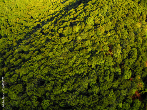 mountain hills and forest on the background of blue sky in the Carpathians, Ukraine