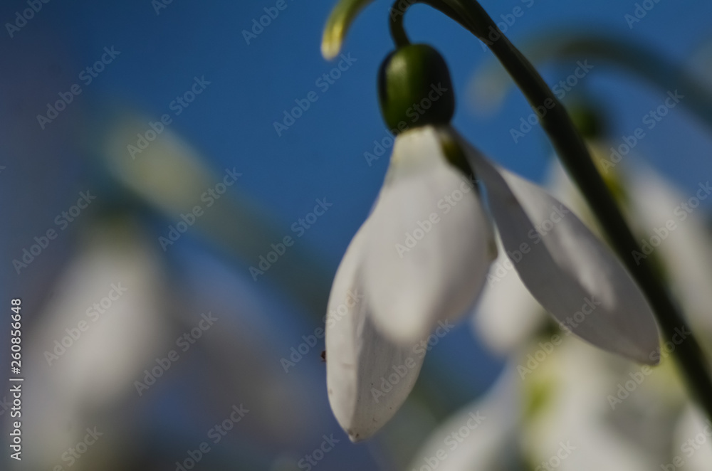 Macro shot of a snowdrop blooms. White snowdrops growing in early spring on a sunny day. selective focus, copy space for text. Macro shot of a snowdrop blooms. White snowdrops growing in early spring on a sunny day. selective focus, copy space for text.
