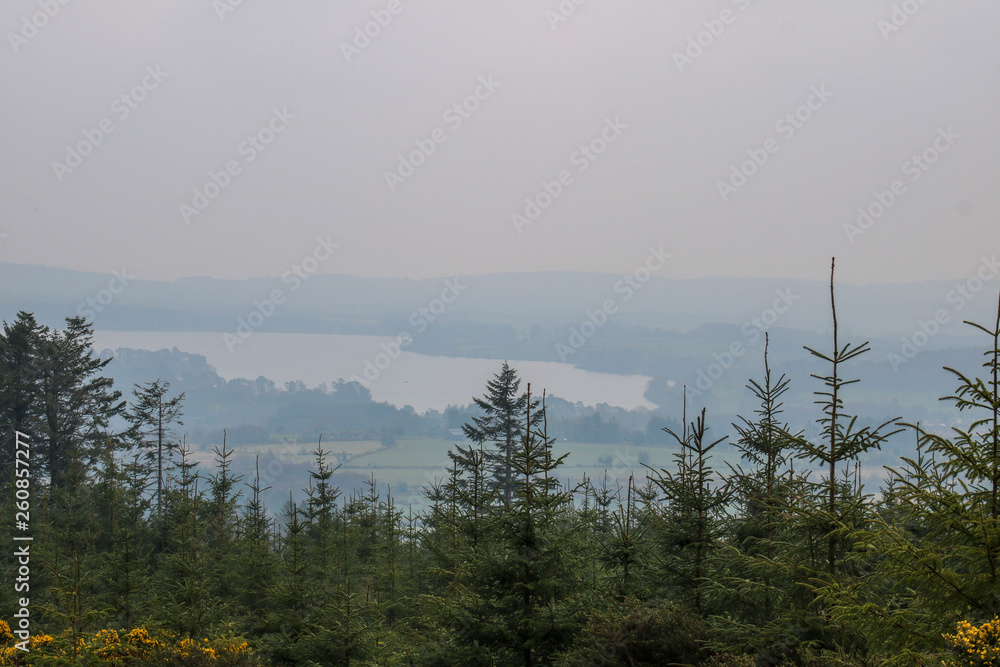 Fototapeta premium Early morning in the forest. Nature Reserve of Ireland.