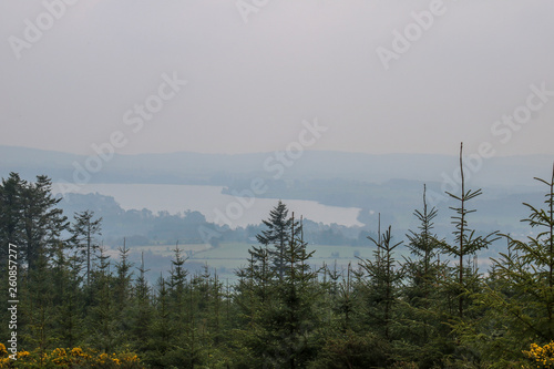 Early morning in the forest. Nature Reserve of Ireland.