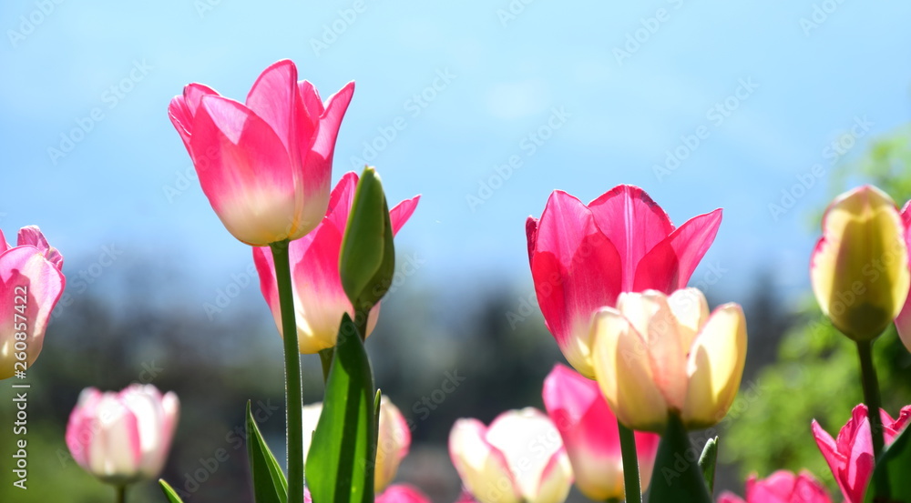 Fototapeta premium Wunderschöne pinke Tulpen - Freisteller - Hintergrund