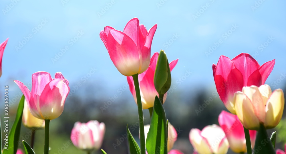 Obraz premium Pinke Tulpen - Blütezeit in Südtirol