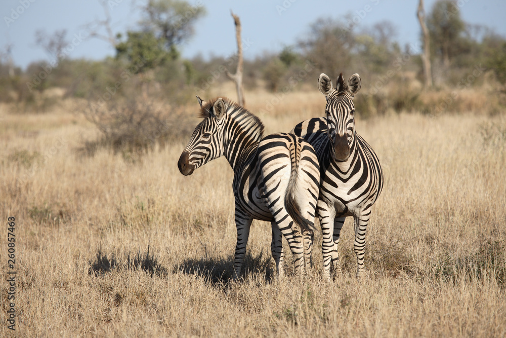 Naklejka premium Steppenzebra / Burchell´s Zebra / Equus burchellii
