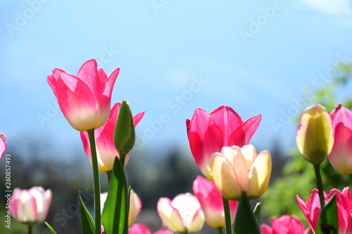 Tulpen in der Morgensonne